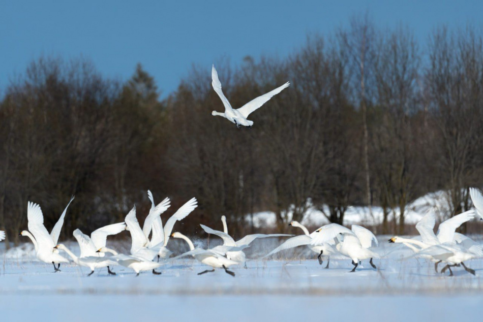 В Петербурге запечатлели первых краснокнижных лебедей-кликунов